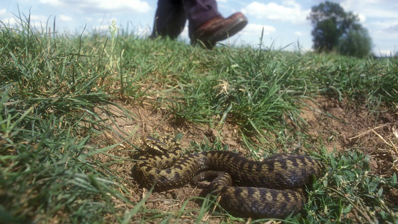 Un estudio revela que 93 millones de personas son vulnerables a morir por mordeduras de serpiente en todo el mundo