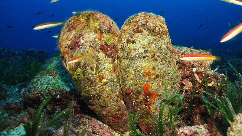Alertan de la mortandad masiva de la nacra, el molusco bivalvo más grande del Mediterráneo