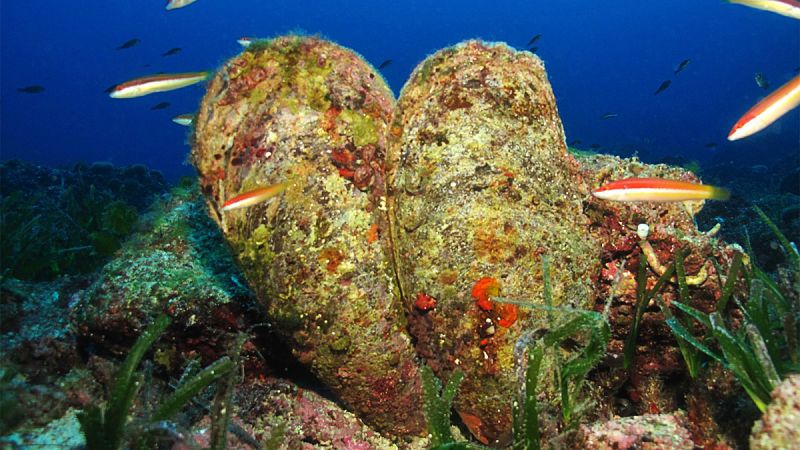 Alertan de la mortandad masiva de la nacra, el molusco bivalvo más grande del Mediterráneo