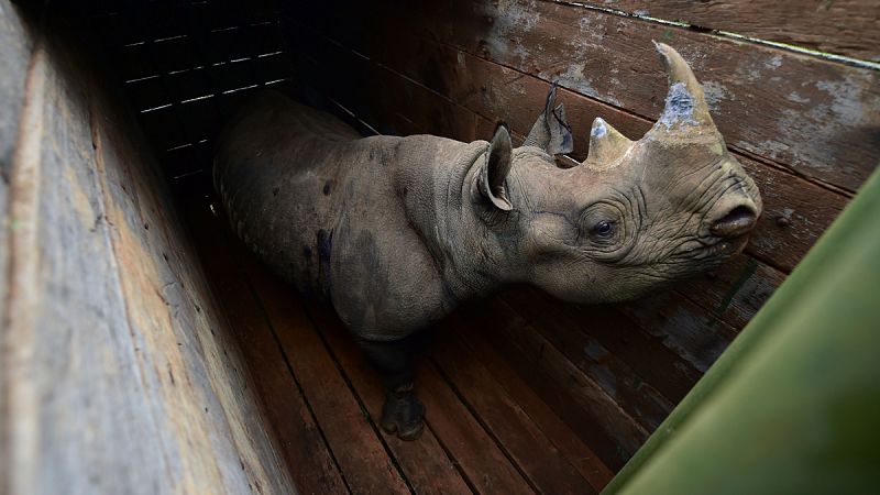 Mueren en Kenia siete rinocerontes en peligro de extinción por una posible negligencia en su traslado