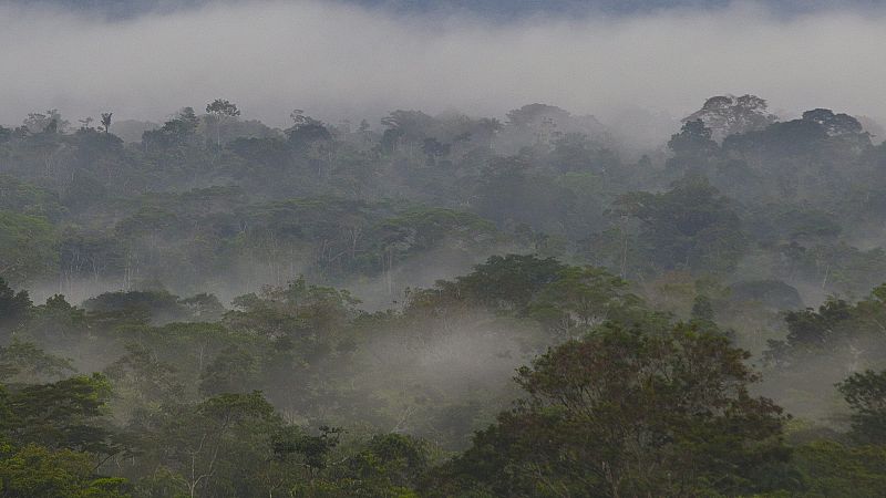 Bosques andinos que se creían vírgenes revelan años de explotación humana