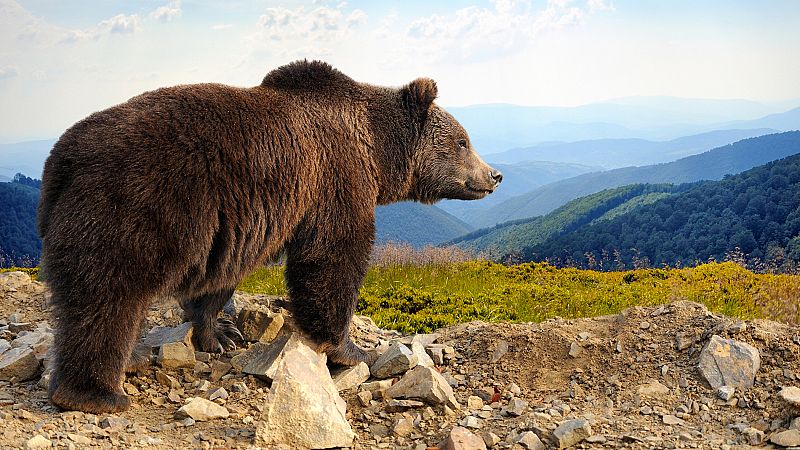 El oso pardo tiene disponibles 380.000 kilómetros cuadrados en Europa "para entrar a vivir"