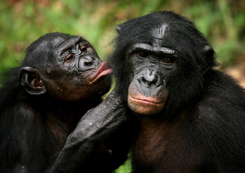 El lado carnívoro de los afables bonobos