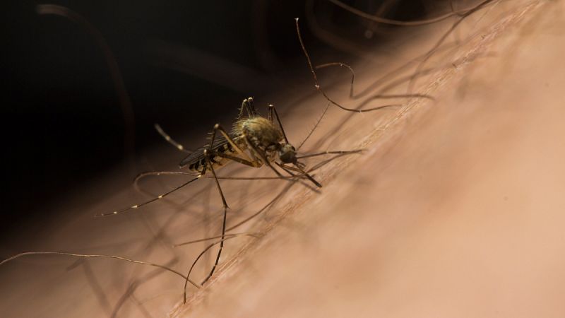 Identifican por primera vez en España al mosquito asiático, capaz de transmitir el virus del Nilo