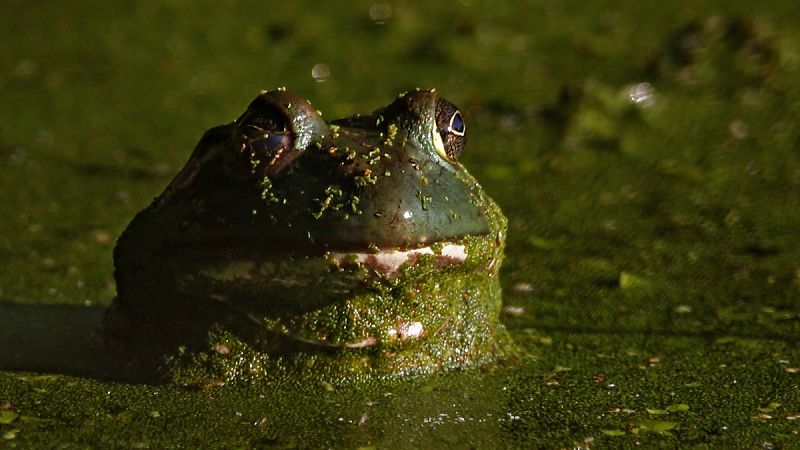 Confirman en el Delta del Ebro la primera reproducción de rana toro