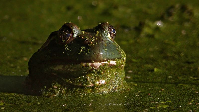 Confirman en el Delta del Ebro la primera reproducción de rana toro