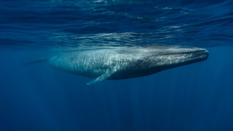 Ballenas y delfines escogen las aguas gallegas para alimentarse