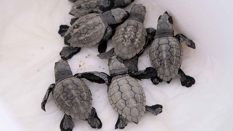 Nacen otras 35 tortugas bobas más de la puesta de huevos en una playa de Mataró