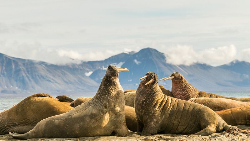 Groenlandia prosperó 200 años exportando marfil de morsa a la Europa medieval