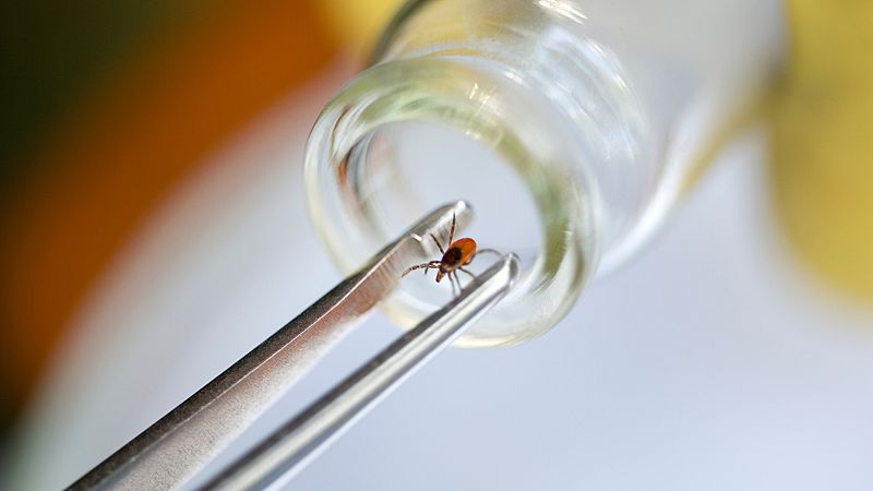 ¿Cómo se contrae la fiebre Crimea-Congo?