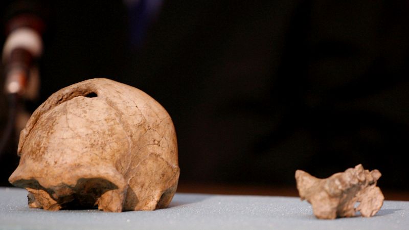 La pereza contribuyó a la extinción del 'Homo erectus', según un estudio