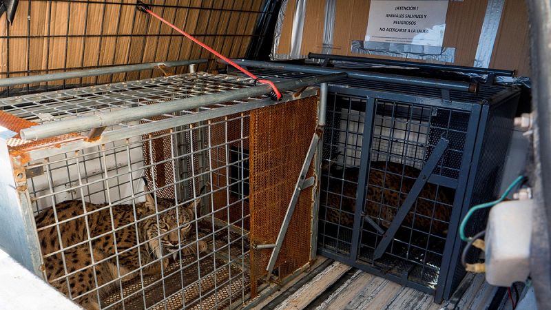 Los 29 linces portugueses evacuados por el fuego permanecerán en España un mes y medio