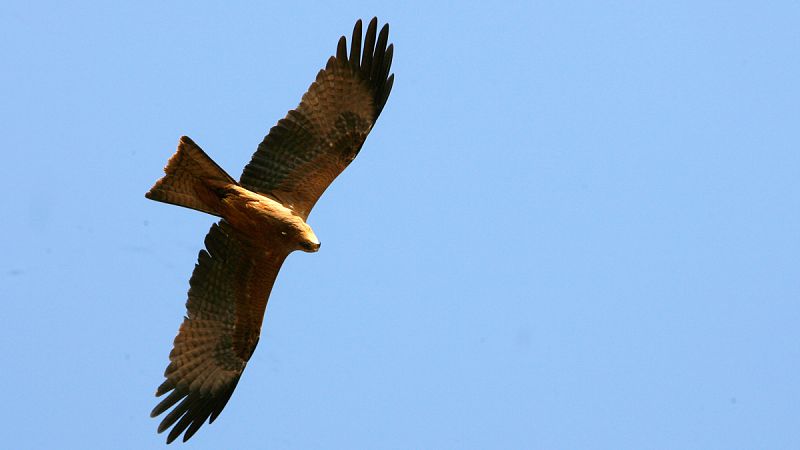 22.000 milanos negros protagonizan el paso migratorio de aves por el Pirineo aragonés