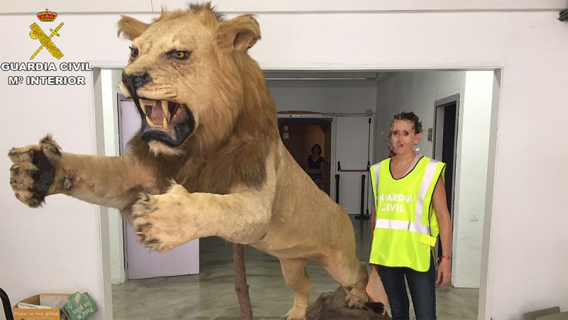 La Guardia Civil recupera un león disecado que había sido puesto a la venta en internet por 6.000 euros