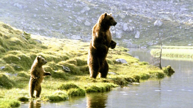 Kiwi, protagonista de la película 'El oso', será trasladado a un zoo más grande