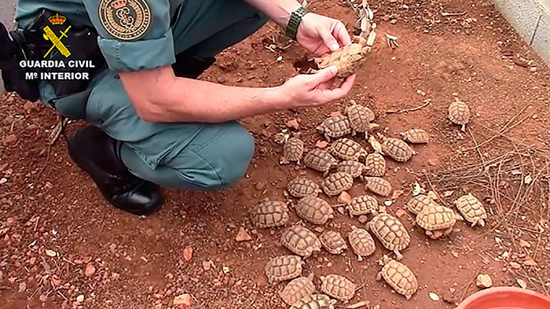 Desmantelan una de las mayores organizaciones de tráfico ilegal de tortugas