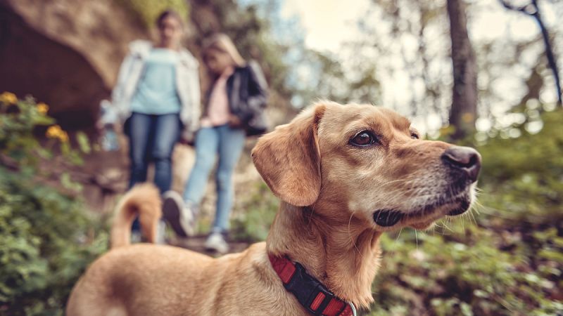 Vivir cerca de espacios verdes urbanos se asocia con menos riesgo de cáncer de mama
