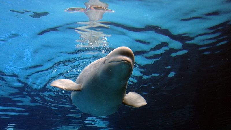 Las ballenas beluga y las narvales también tienen la menopausia