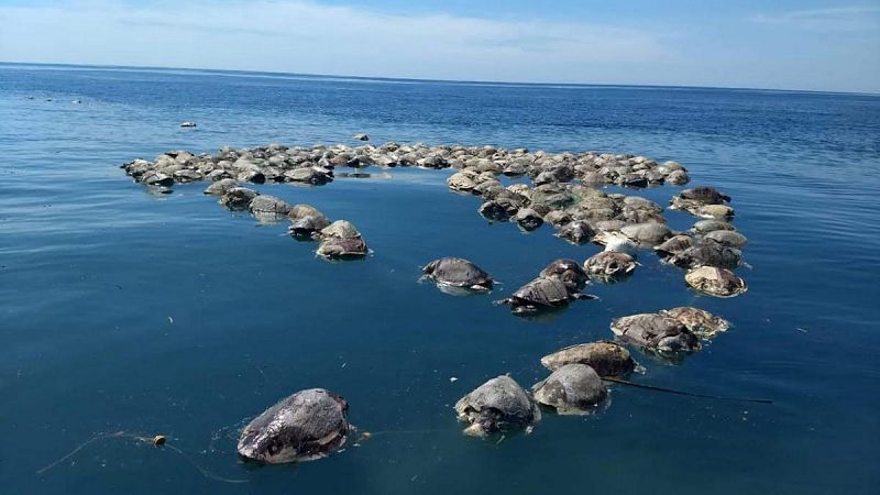 Hallan muertas en México a unas 300 tortugas en peligro de extinción