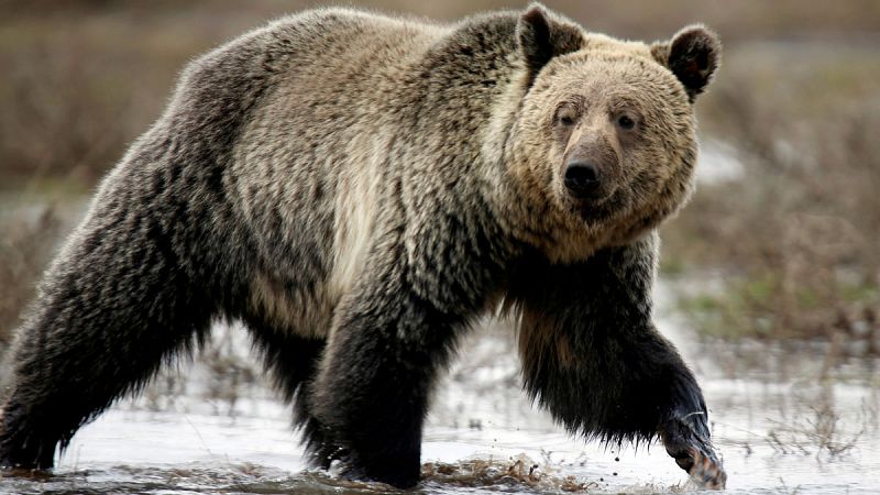 Un juez de EE.UU. bloquea la primera temporada de cacería de osos grizzly en más de 40 años en los alrededores de Yellowstone
