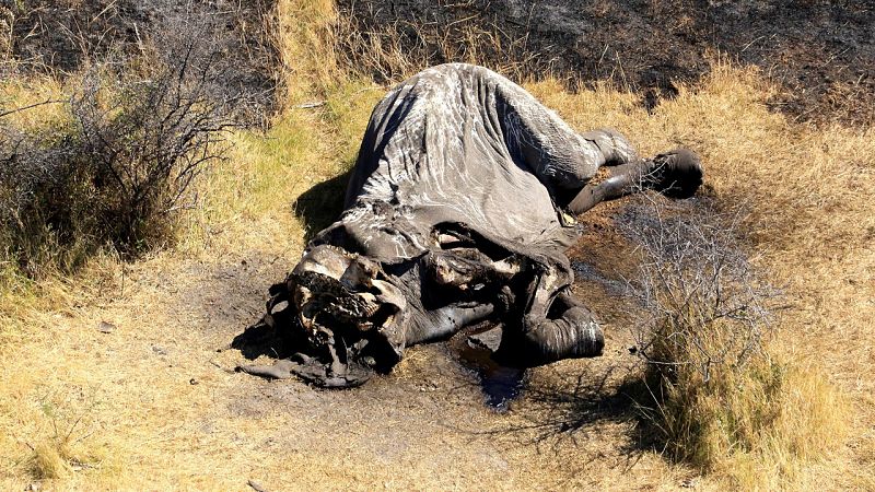 Encuentran casi un centenar de elefantes asesinados en Botsuana