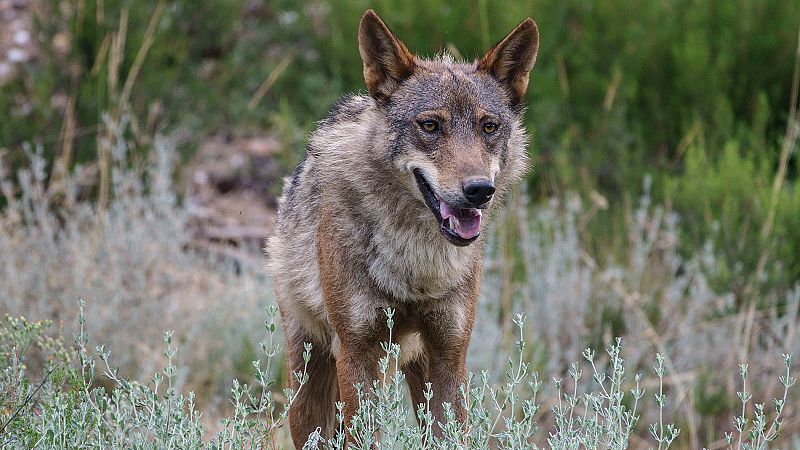 El lobo de Sierra Morena, en riesgo por su aislamiento
