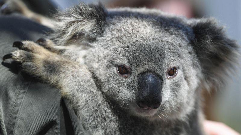 Los koalas pueden desaparecer en tres décadas por la tala de árboles en el este de Australia