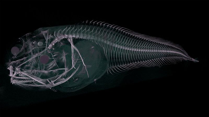Descubren tres nuevas especies de peces en una de las zonas más profundas del Pacífico