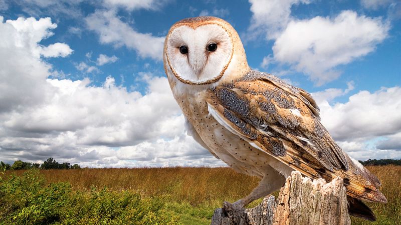 La lechuza común, ave del año 2018 en España, acusa un declive del 18% en una década