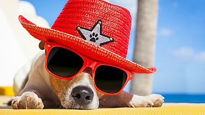 Reportajes Emisoras - Tarragona - Depresión posvacacional de los perros - 12/09/18 - Escuchar ahora