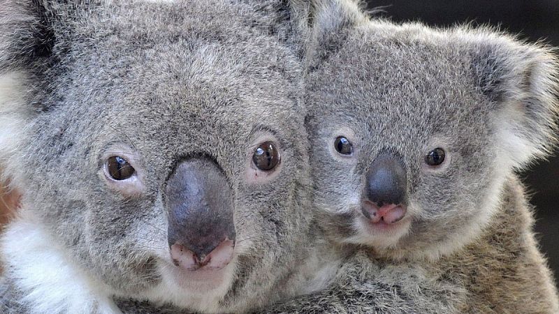 Hallan la diversidad genética que puede salvar a los koalas de la extinción