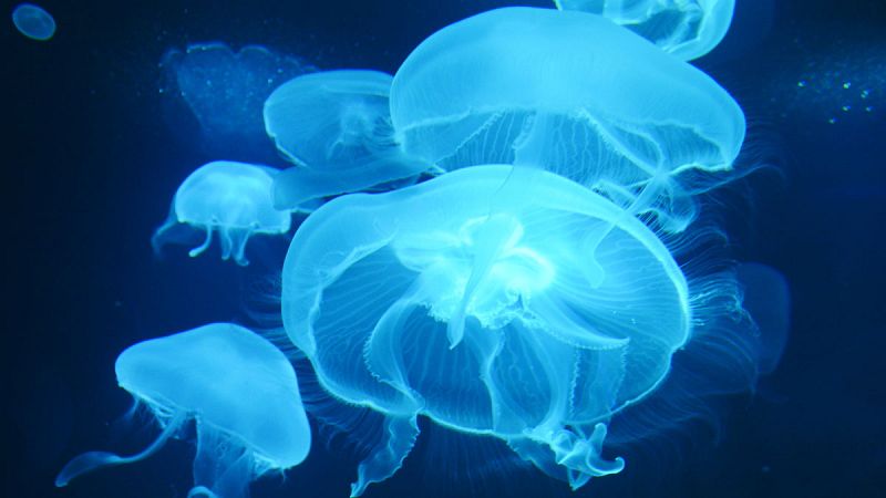 Un proyecto español busca usar la bioluminiscencia de las medusas en el sector tecnológico