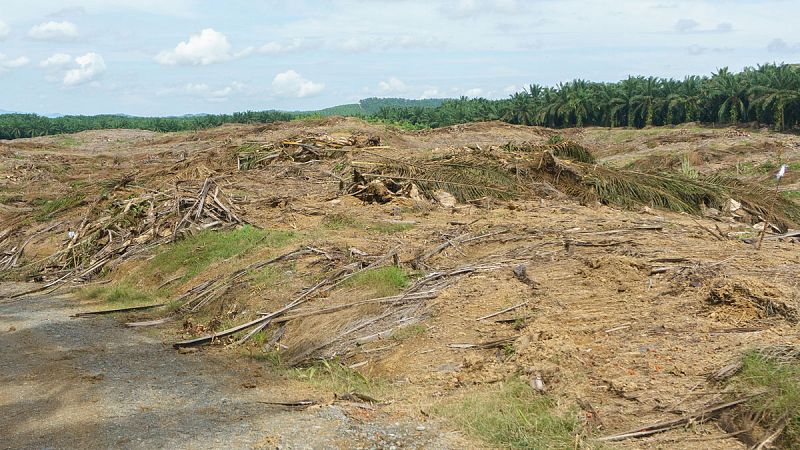 Greenpeace acusa a 25 compañías de aceite de palma de deforestar 1.300 km2 en Indonesia