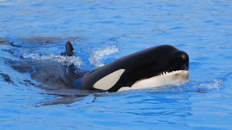 La contaminación por PCB amenaza con extinguir las orcas, según un estudio