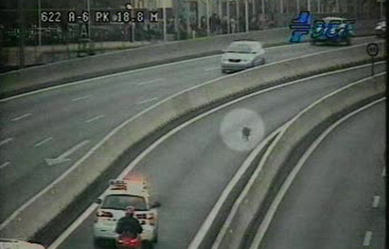 Dos jabalíes en la A-6, carretera de A Coruña | Ver