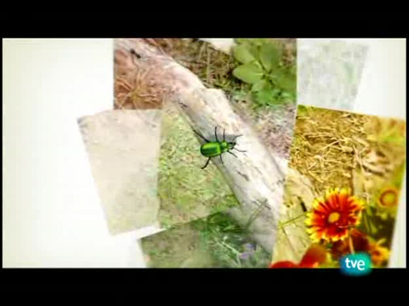 El escarabajo verde - Algas y vida - El escarabajo verde | Ver