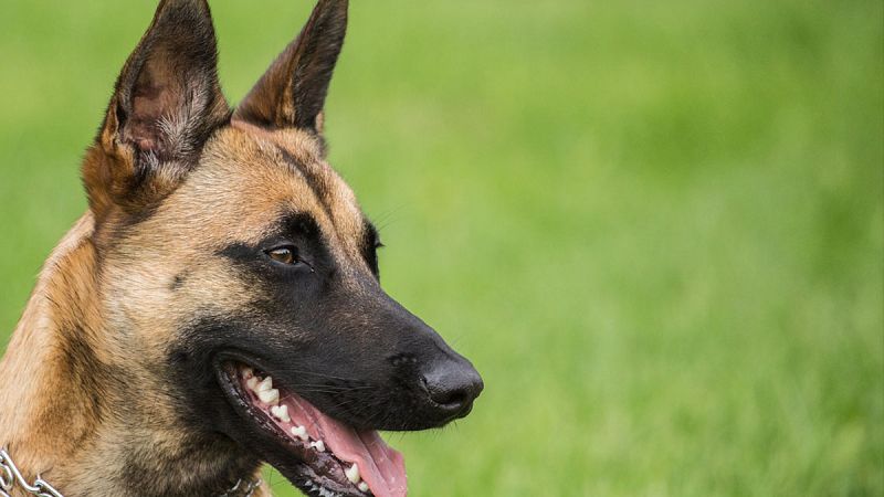 Un perro mata a un bebé de 18 días en una finca del sur de Tenerife