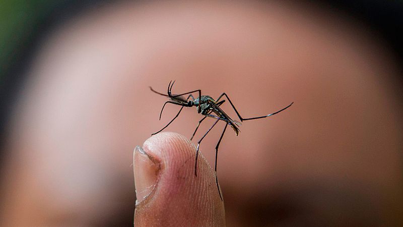 Sanidad confirma tres casos de dengue contraídos en España