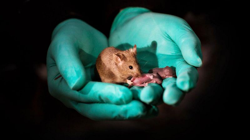 Un laboratorio chino logra que nazcan ratones sanos de dos madres, sin ningún padre