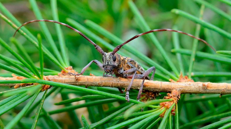 Los bosques de coníferas en España, amenazados por una plaga capaz de matar los árboles en un solo mes