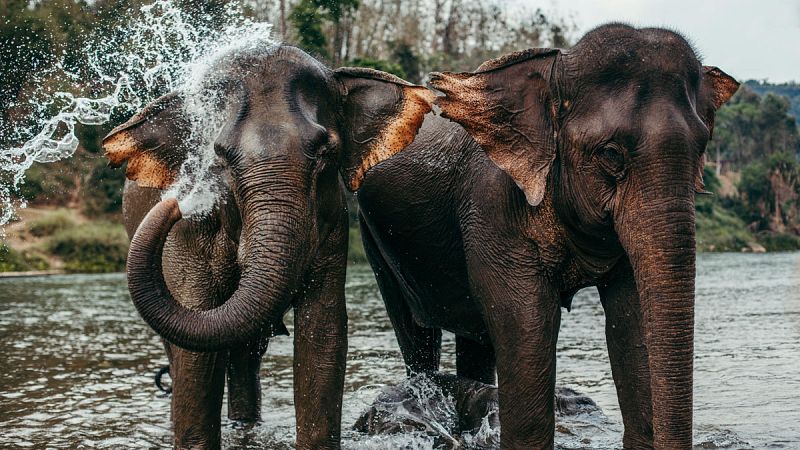 Los elefantes asiáticos tienen habilidades numéricas similares a los humanos