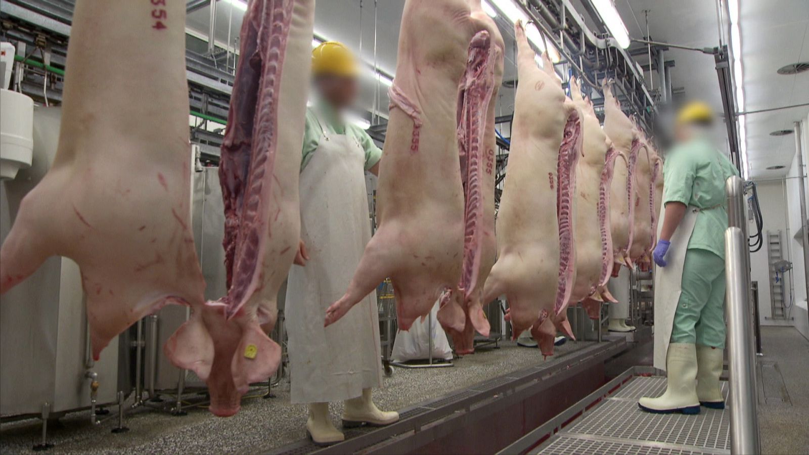 Documentos TV - El camino de la carne - avance