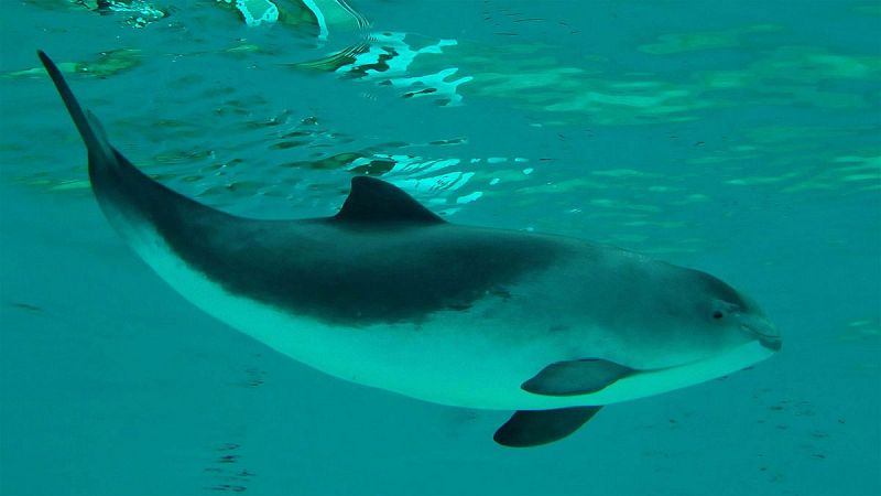 Avistan en la Costa del Sol una especie de cetáceo que se creía desaparecida del Mediterráneo