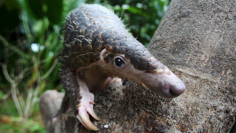 El planeta ha perdido el 60% de las poblaciones de vertebrados desde 1970