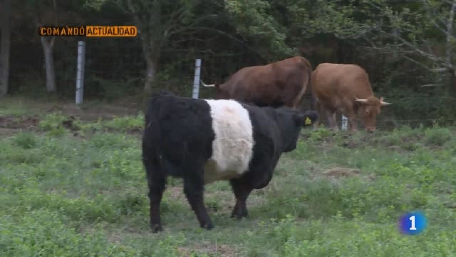 Comando actualidad - Los reyes de la carne - Avance