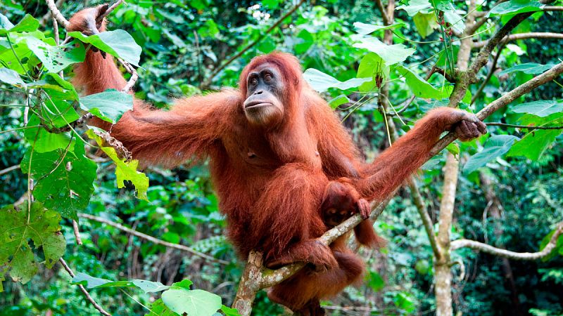 Las cifras no mejoran: el orangután sigue en peligro