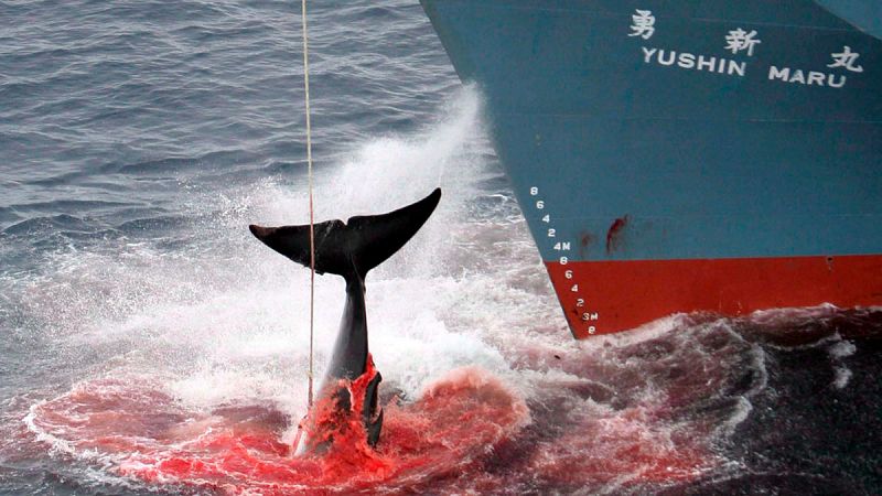 Japón reanuda su caza de ballenas en la Antártida pese a la oposición internacional