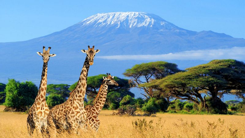 Kenia lanza su primer plan de protección de las jirafas