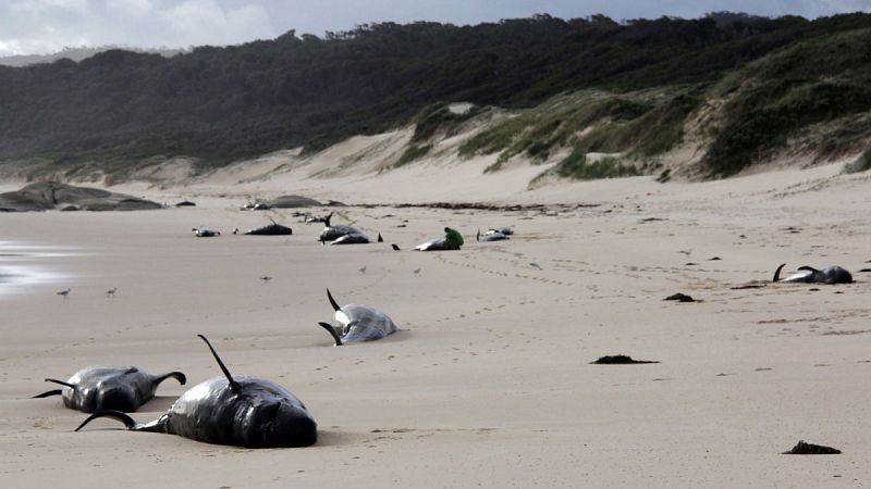 Casi una treintena de ballenas mueren tras quedarse varadas en una playa del sur de Australia