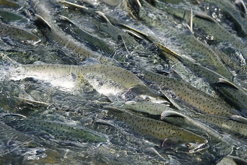Un estudio revela que los embalses no merman las poblaciones de salmones